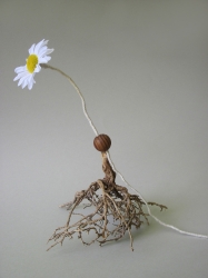 ROOTS